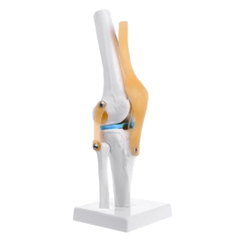 G5AA Анатомическая модель гибкого скелета коленного сустава человека, Учебное пособие по анатомии медицины
