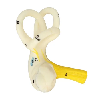 Анатомическая модель полукружного канала уха, лабиринтная модель внутреннего уха, модель структуры улитки, медицинский учебный дисплей